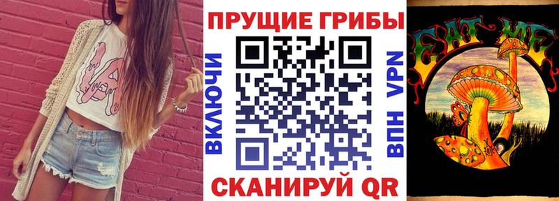 купить   Черноголовка  Галлюциногенные грибы Psilocybine cubensis 